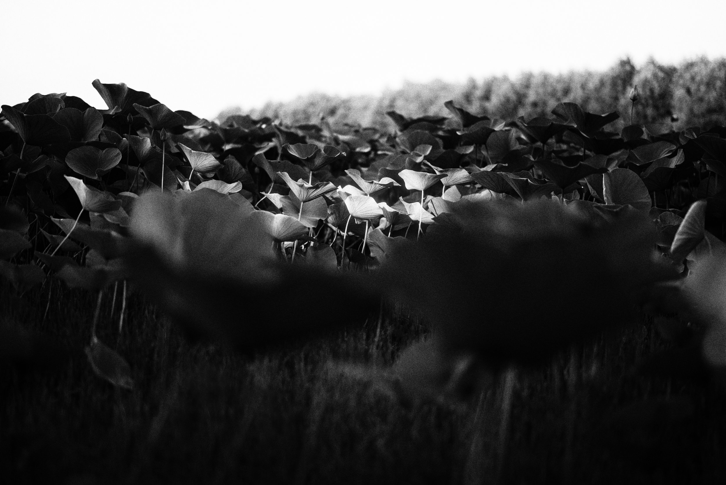 C01_0782_edts