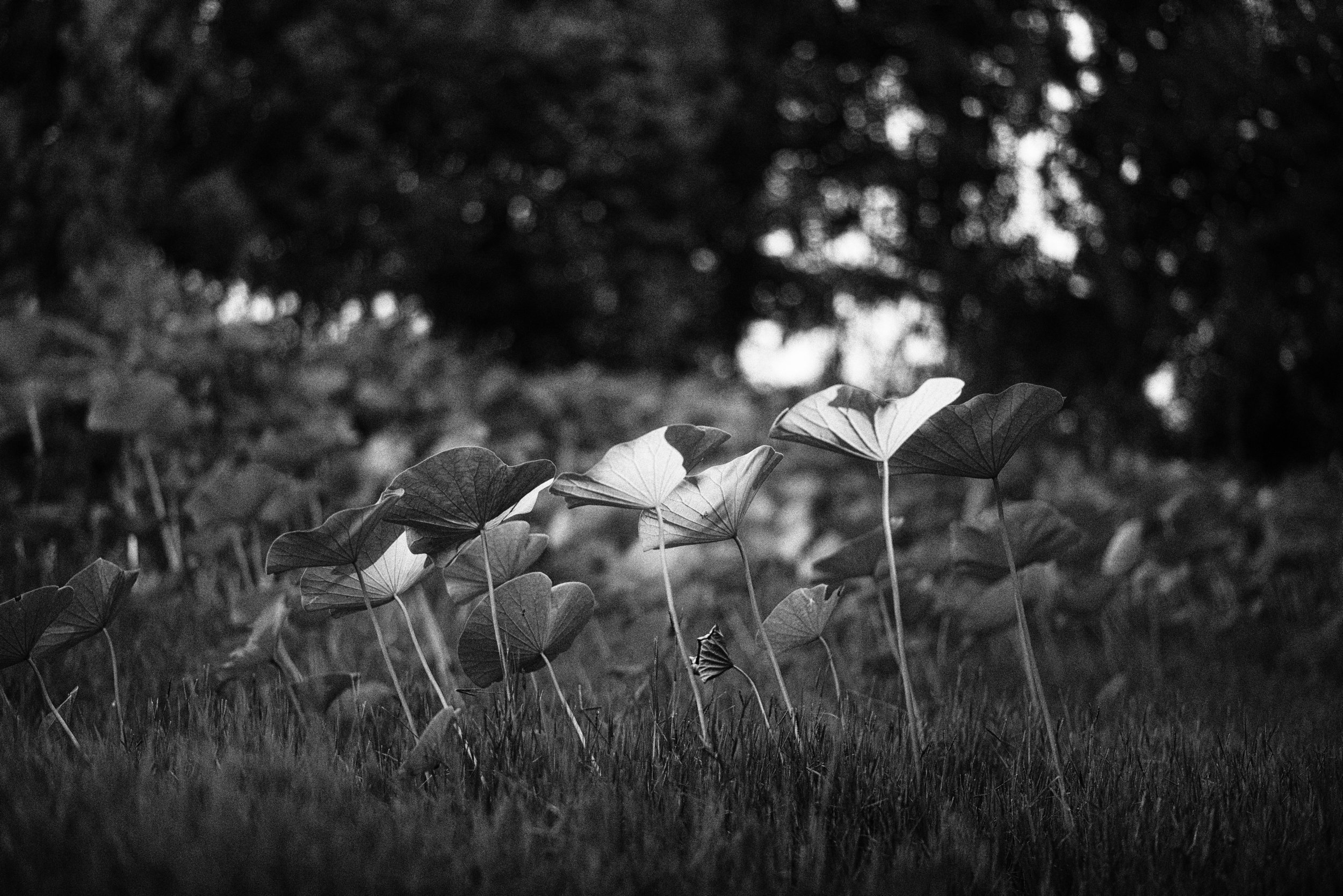 C01_0785_edts